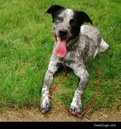 This is my Bentley. A two year old Australian cattle dog/lab….