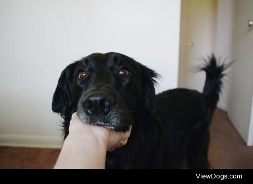 more chin scratches plz! – ig: smol_cc