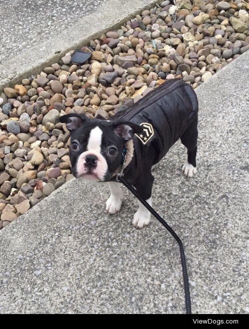 Our Boston Terrier boy. He’s still working on keeping those ears…