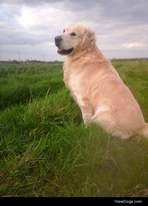 This is Max! He is a 4 year old golden retriever and loves…