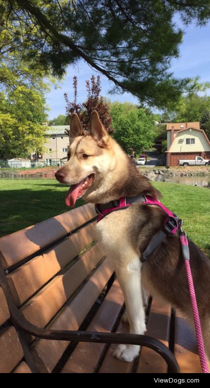 Kalli enjoying the park!