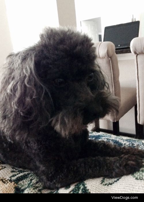 My handsome pup, Pierre. He’s a mini Poodle. Here he is,…