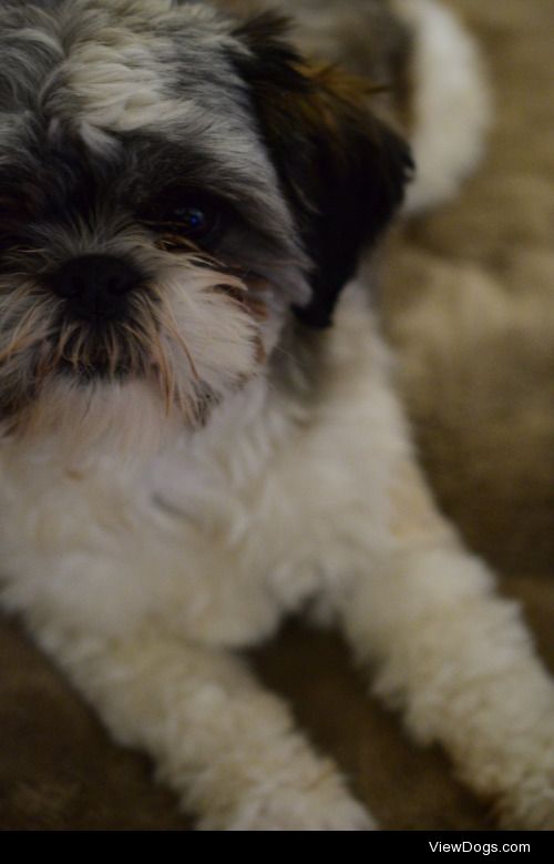 My one-year-old Shih-tzu Neptune! -Trinity Wolff