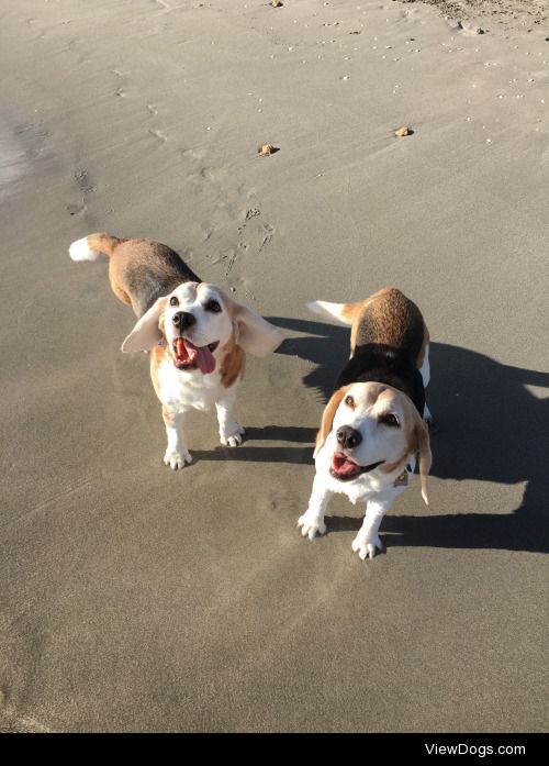My two gorgeous beagles, Bugle (left) and Bella (right). They…