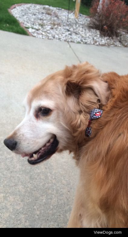 This is Tasha, a very tubby golden retriever with a smile that…