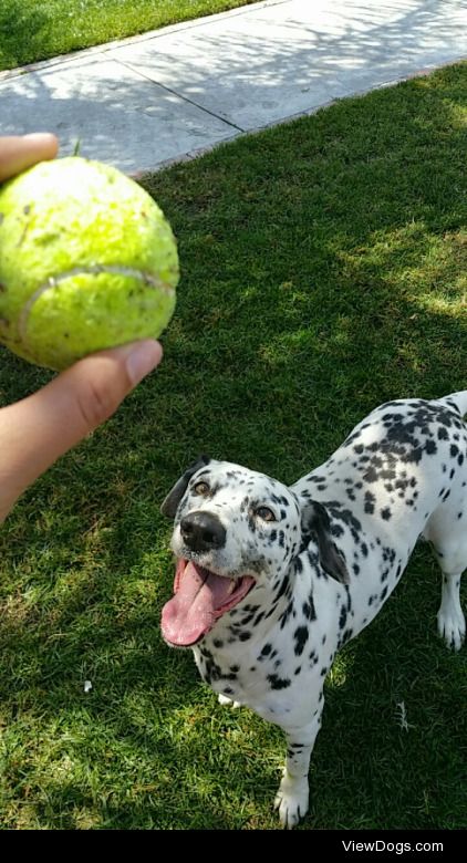 This is my beautiful Dalmatian from Mexico, Princess. She is 7…