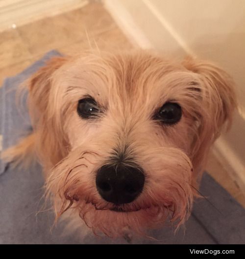 This is Benson, a dachshund/poodle/etc. mix who loves howling.