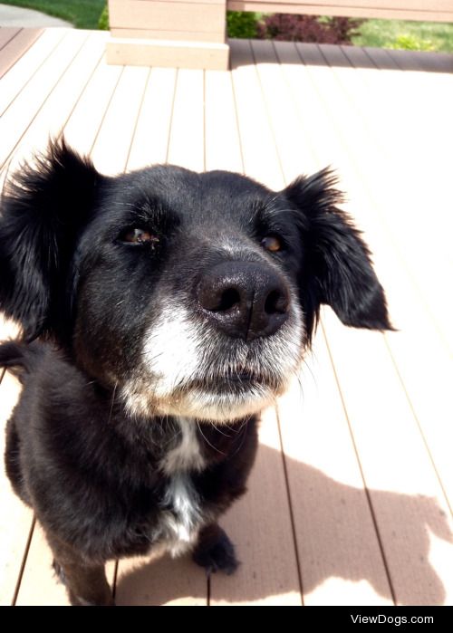 Here’s my beautiful border collie mix, Ivy. She’s fiercely…