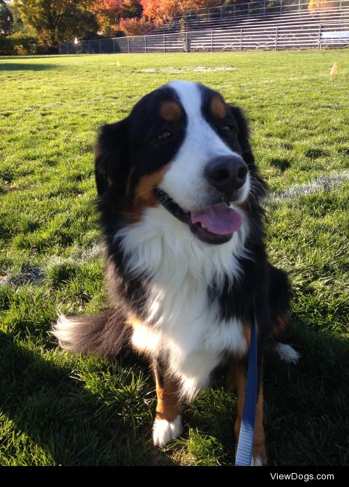 here’s molly, my favorite bernese mountain dog