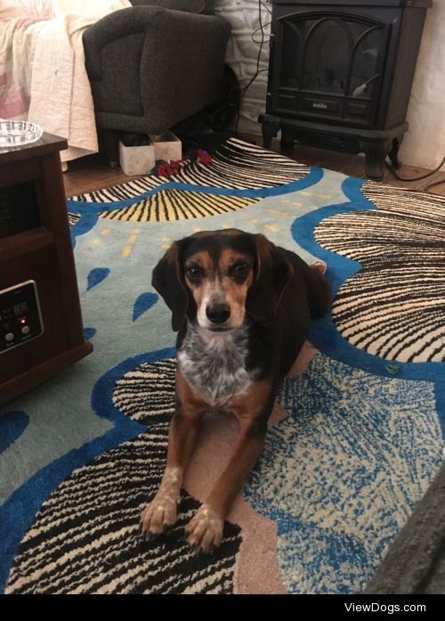 This is Moon Pie, the nearly six year old bluetick…