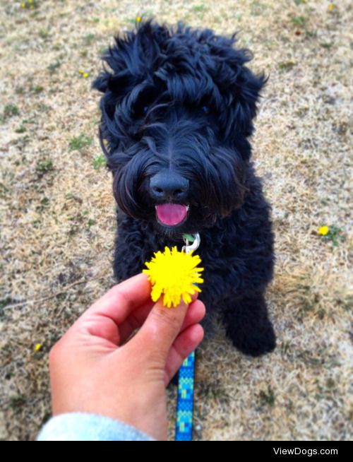 this is hudson, he’s a wheaten terrier mixed with a…