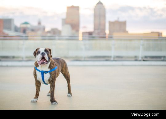 I want people to bring back the Boxer and Bulldog of a hundred or two hundred years ago… I like the look of them more and they were healthier, bigger, and better all-around dogs. At least from what I can tell and know. I’ve never really done research on the subject. Too busy with kids to do such.