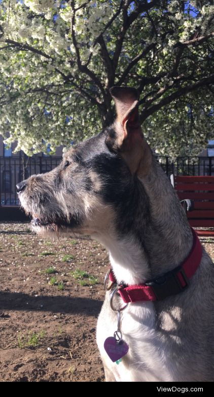 German Shepard Terrier mix Lolita basking in the springtime sun.