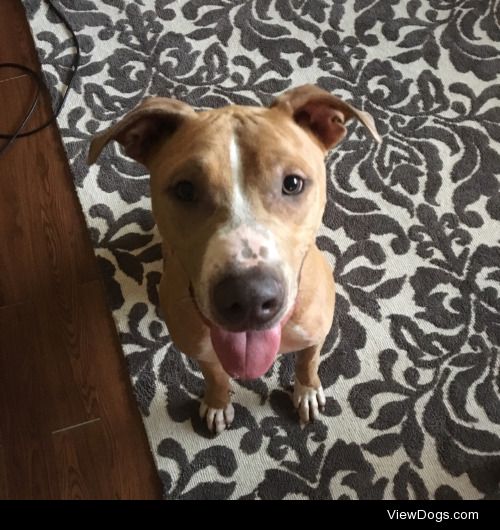 Wyatt! A staffordshire terrier/lab mix. He loves water and…