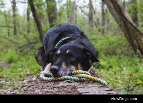 This is Kayden. He is half GSP and half Labrador. You can find…