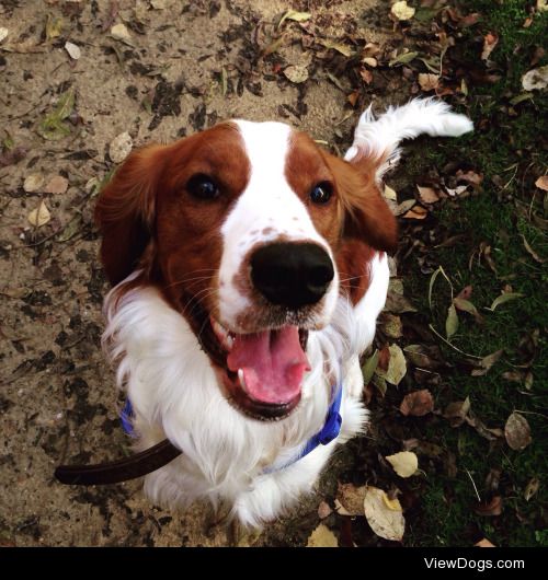 This is Monty, a Welsh Springer Spaniel who loves to steal…