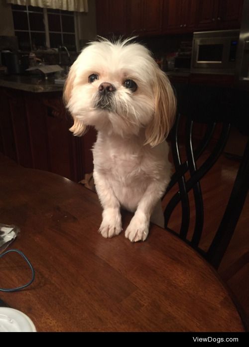 This was my sweet girl, Lady. I recently had to put her down…