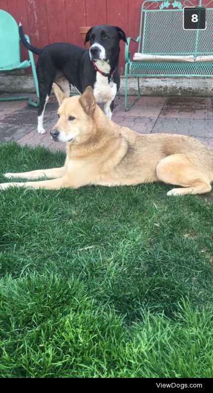 This is Desiel, the German Shepard mix lying down, and Emma, the…