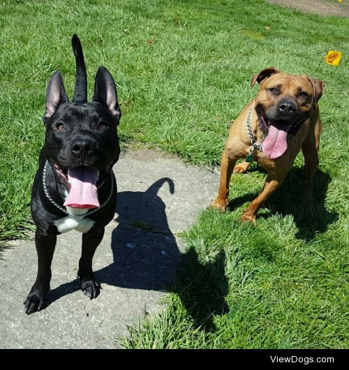 My boys Kane and Banx. #American #Pitbull #terriers