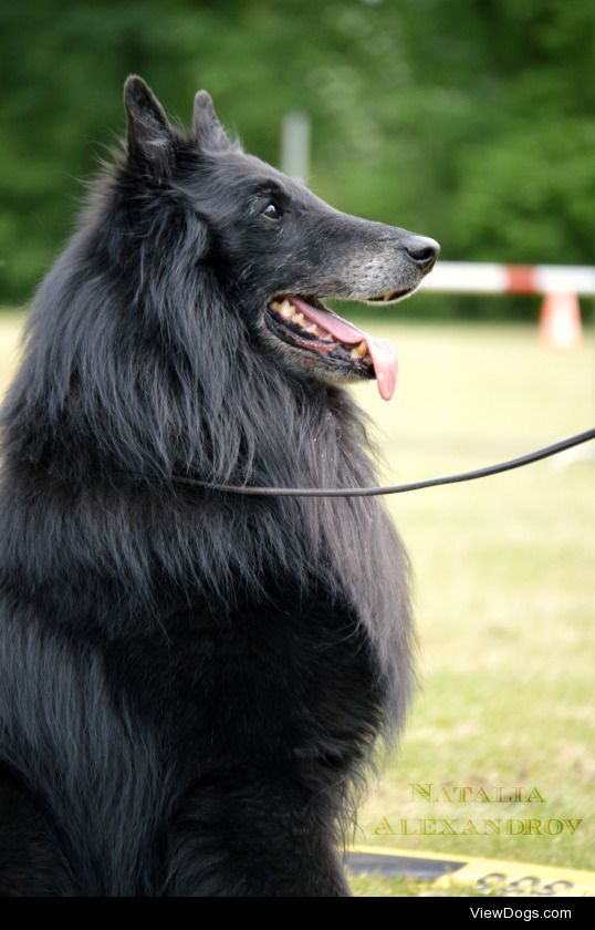 dogsaremypatronus:

Handsome Groenendael male at the NVBH Club Show in The Netherlands. 