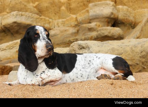 Stanley posing on the beach @thewanderingcannibal 