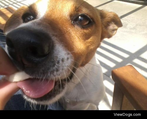 This is Houdini, my adorable Jack Russel Terrier. Dini, as well…