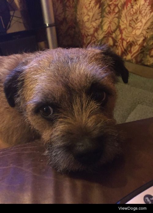 Quinn the border terrier, age 6