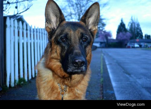 This is Monty, a three year old German shepherd bred at RODAK…