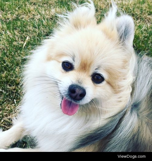 This is Beezle, a four year old cream sable Pomeranian. She…