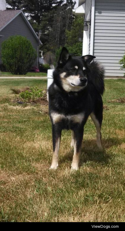 look at him!!! Raz, 11, German Shepherd\Eskimo Spitz mix