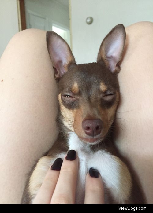Moose is a very sleepy Chihuahua and loves to sleep between your…