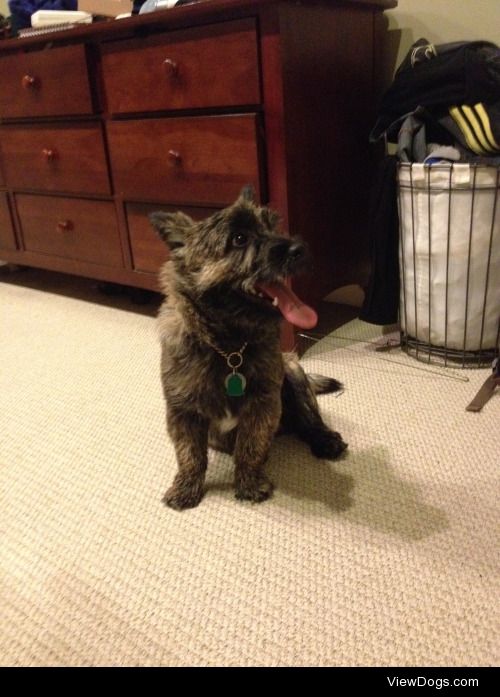 Im puppy sitting this handsome boy for a while! He is a Cairn…