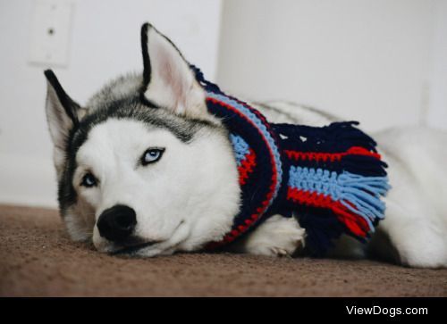 she is so tolerant of me – ig: huskyandbuddies