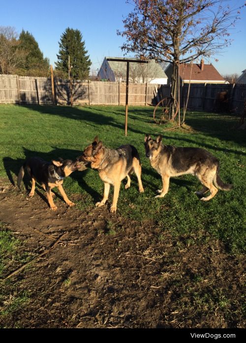 Three peas in a pod. Left to right. Rocco, harley and samson!!