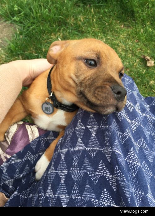 meet emmett! he’s a staffordshire terrier my father and…