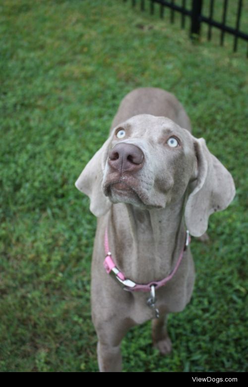 This is Shasta! She’s a 9 month old Weimaraner. She loves…