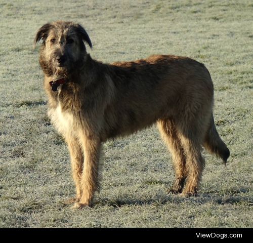Fergus, my very loveable Irish Wolfhound X with a Bearded…