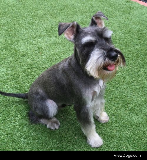 Jasper, my friend’s gorgeous miniature schnauzer. He’s the…