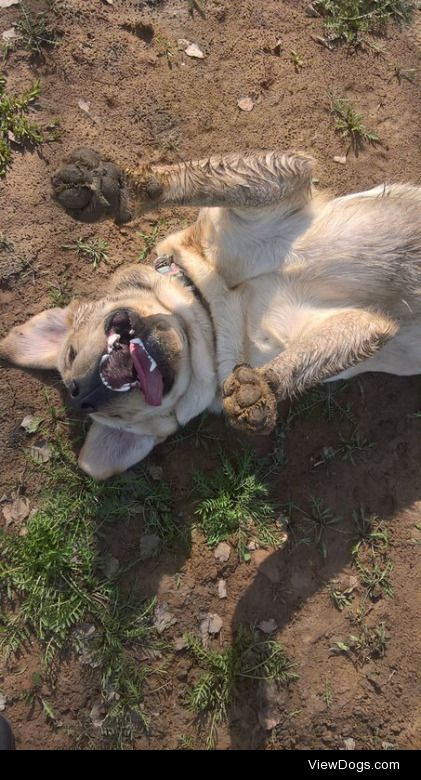 Dirty labrador is a happy labrador
Mads, 1 year 2 months