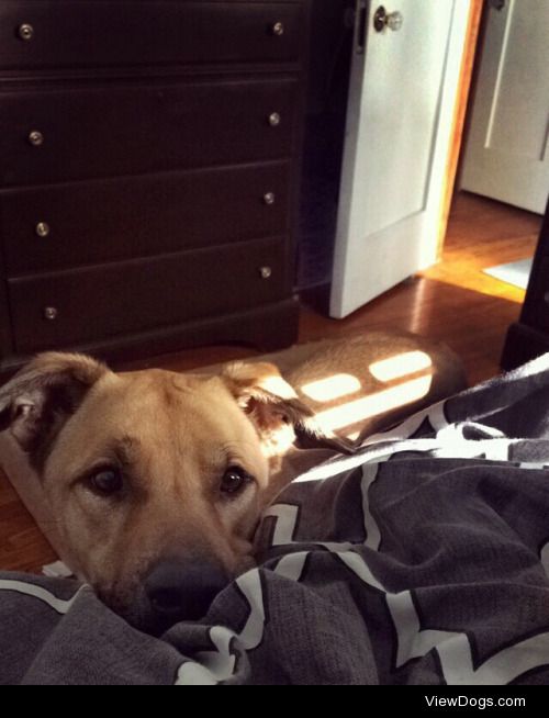 Cooper, shepherd mix -@deannekelly