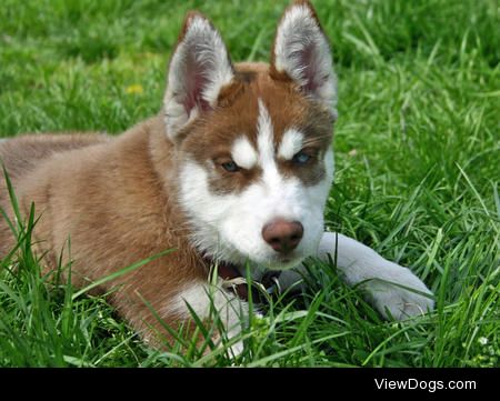 This is my new brown husky puppy. I don’t think he likes his…
