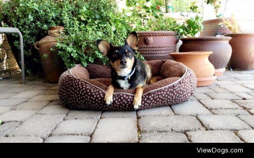 Oggie, five years old, Chihuahua min pin mix.