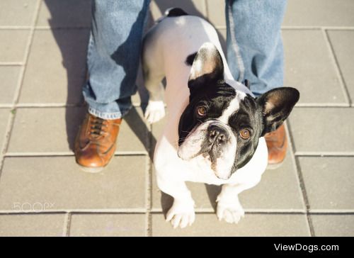 Francisco Martin Gonzalez | Black and white bulldog looking at…