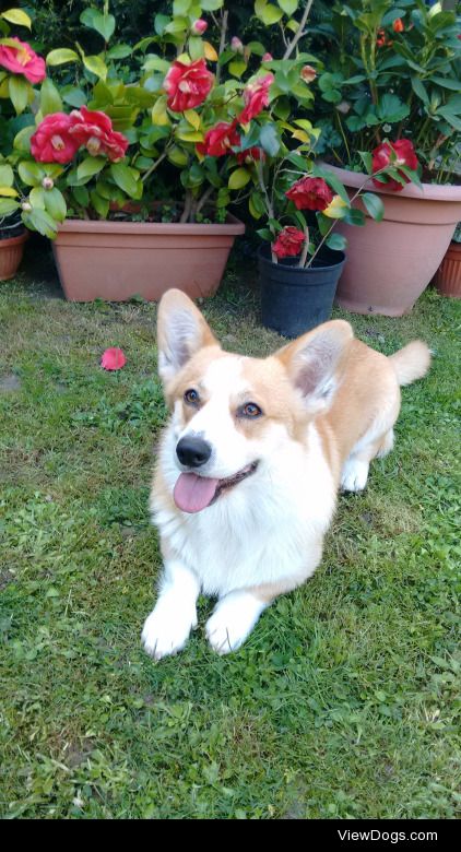 Maverick from Italy! Follow me on Instagram @maverickilcorgi