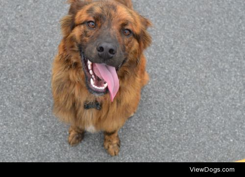 This is Kodiak, my rescue mutt. He’s the most handsome man in…