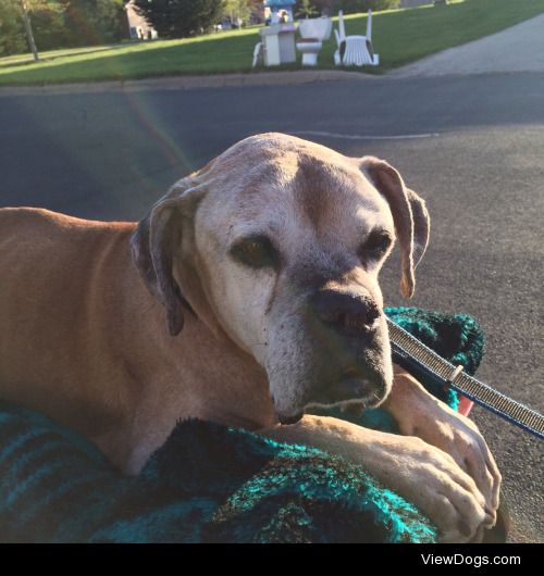 Wagon Rides with Clyde!