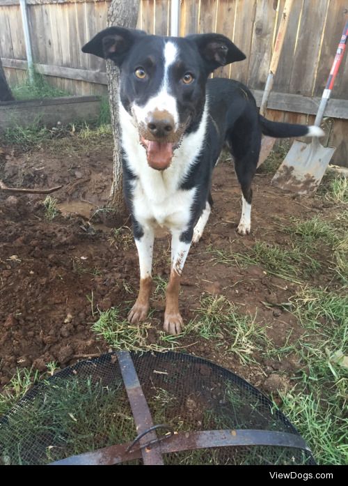 My 6 year old border collie, Sammie, and 12 year old jack…