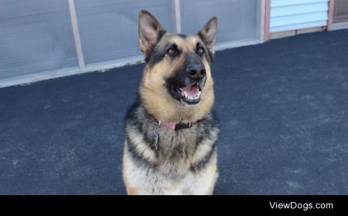 This is Carri, she is a German Shepherd who is 3  years old!