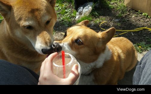 Fred (Shiba) & Holly (Corgi) enjoying a beautiful spring…