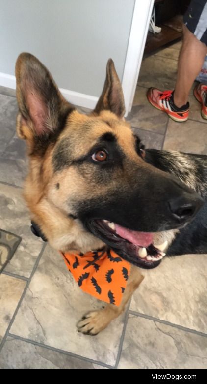 This was my big GSD boy last Halloween!  He got mad when we…